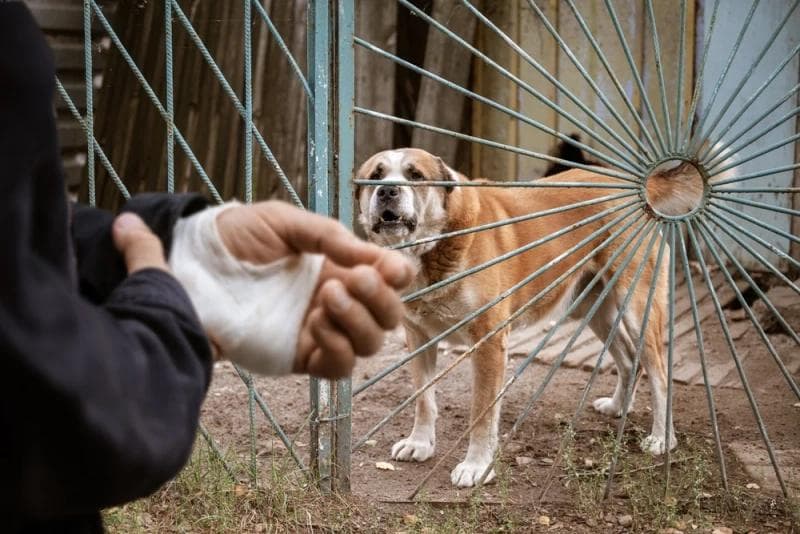 Lawsuit Loans for Dog Bite Cases in Oakland
