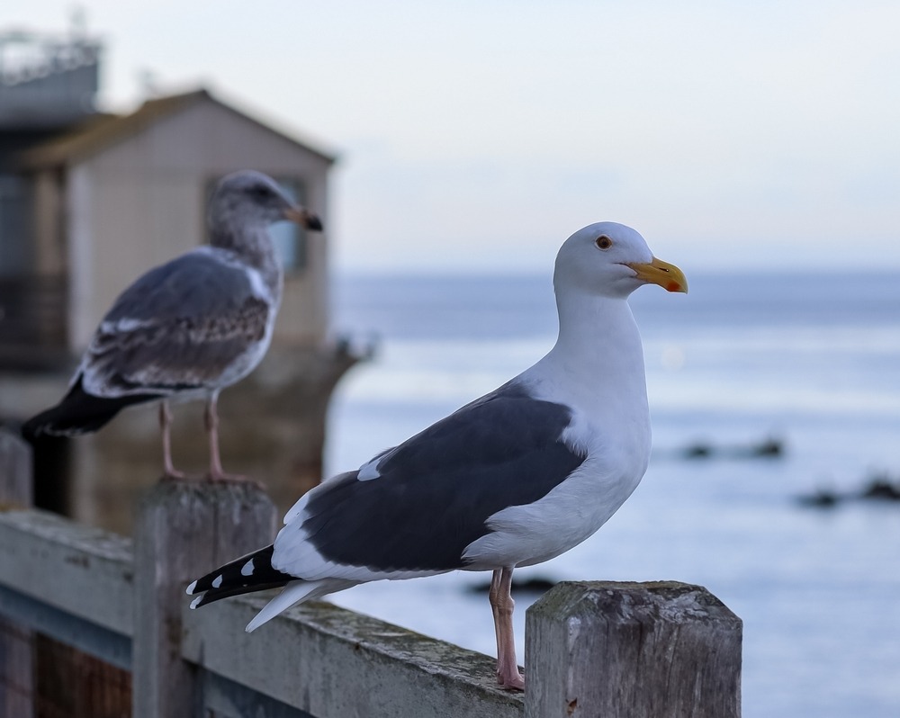 Monterey Pre-Settlement and Legal Funding