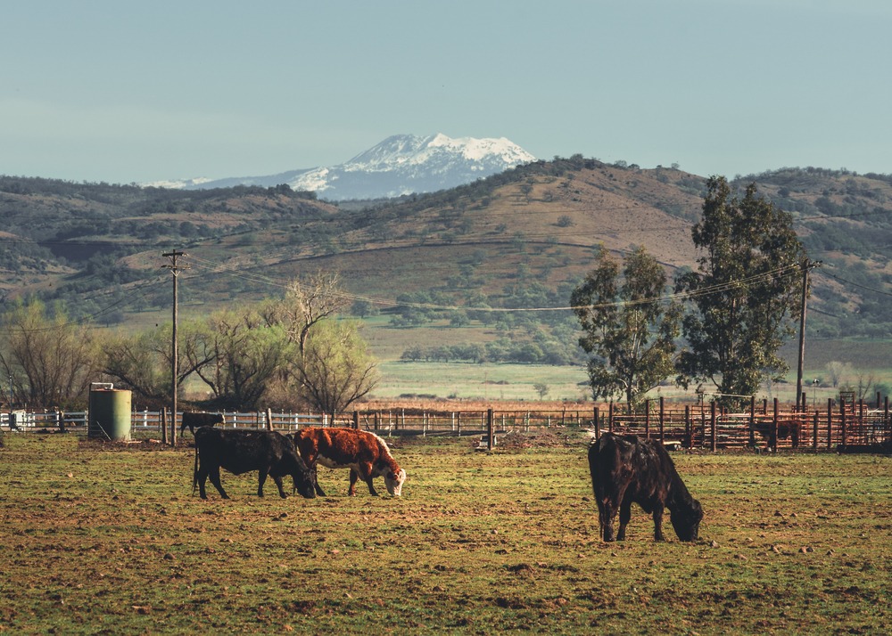 Tehama County Pre-Settlement and Legal Funding