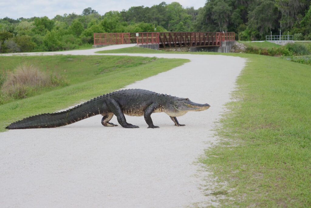 An alligator crossing a road in a private property